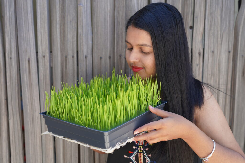 Wheatgrass? Is it worth it?