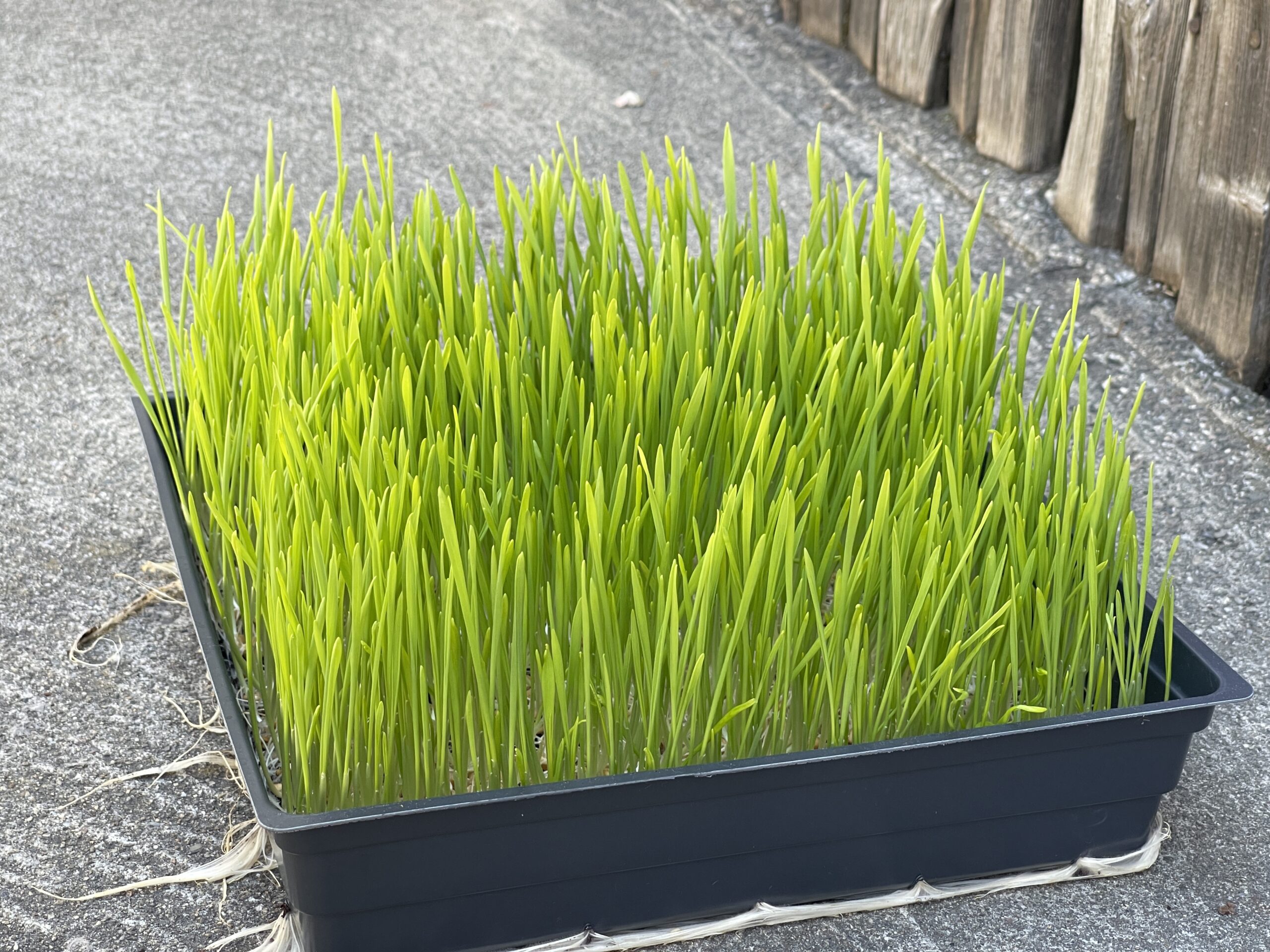How to Grow Wheatgrass? Step by Step Guide